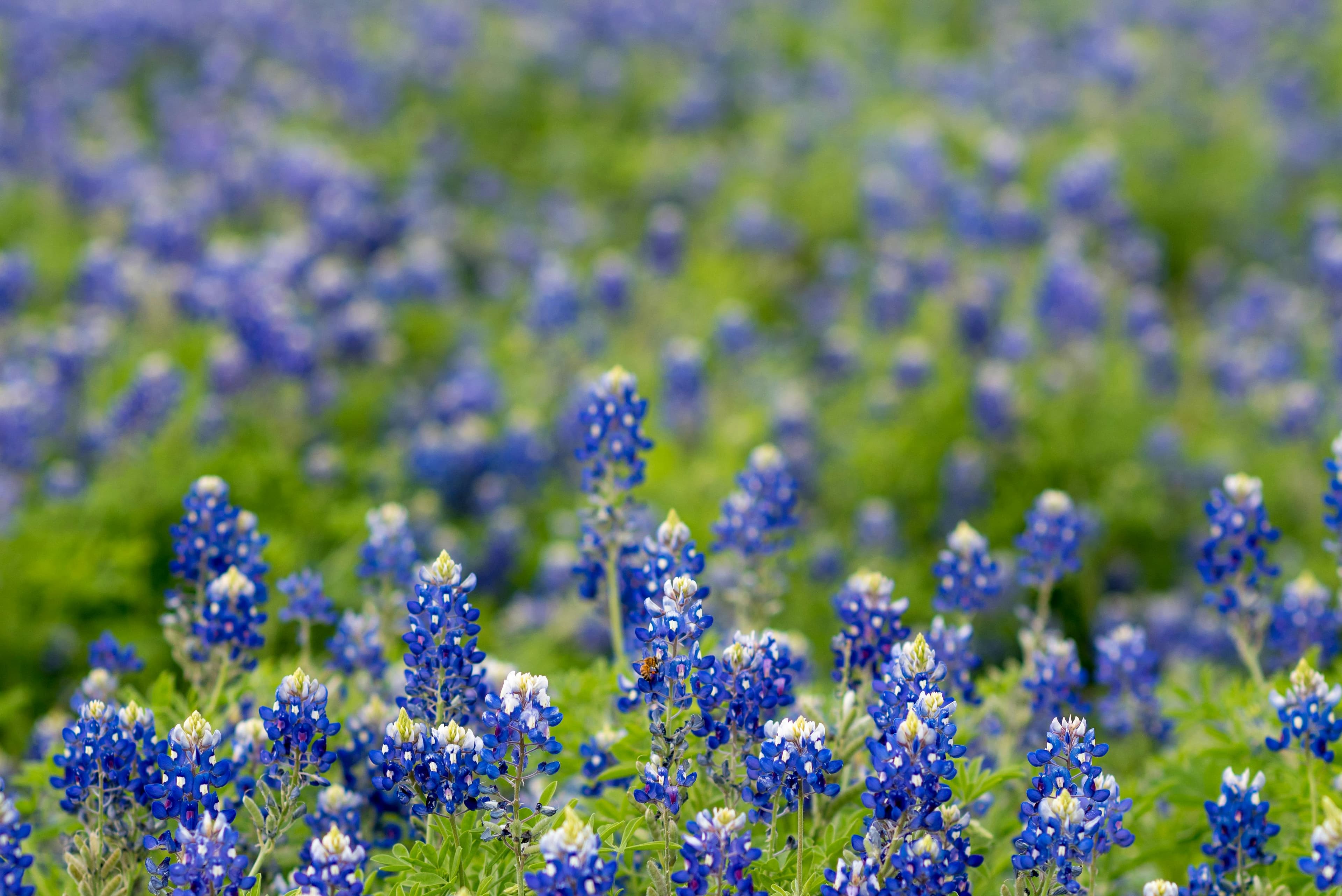 Highpoint at Stonecrest - Business image